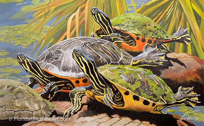 Florida Wildlife Fine Art Turtles