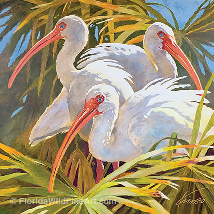 Florida Wildlife Fine Art Ibis