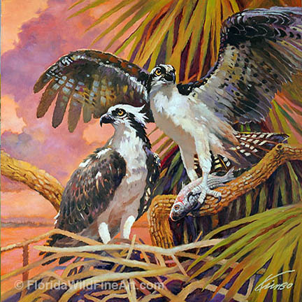 Florida Wildlife Fine Art Osprey