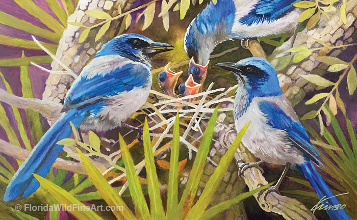 Florida Wildlife Fine Art Scrub-jays