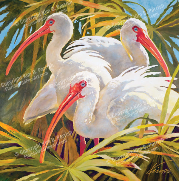 White Ibis painting - the original oil painting “Ibis Trio” by Kim B. Parrish, depicts three white ibis perched in a Florida Thatch palm