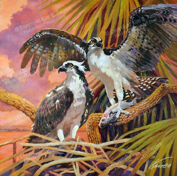 Osprey Nest Art Copyright Kim B. Parrish