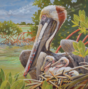 Pelican nest painting - the original oil painting “Pelican Nest in Mangroves” by Kim B. Parrish, depicts a brown pelican with her young