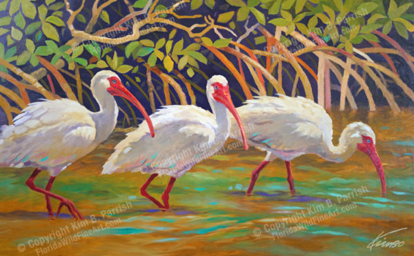 Ibis Fine Art, Ibis Wading in Mangroves, Wading Ibis Painting by Kim B. Parrish