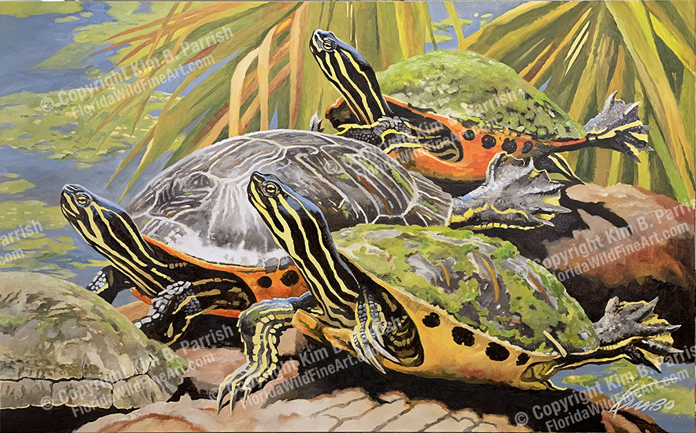 Florida Cooter Art, River Turtle Painting, River Turtle Art Copyright Kim B. Parrish