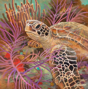 Green Turtle Fine Art, Sea Turtle Painting, Sea Turtle Art Copyright Kim B. Parrish