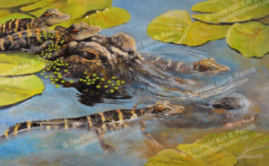 Gator Art, Alligator Art, Alligator Painting Copyright Kim B. Parrish
