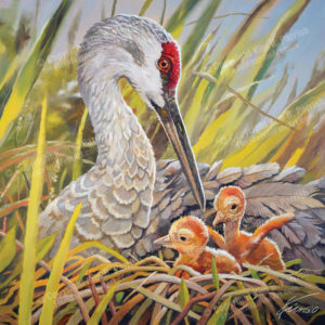 Sandhill Crane Nest by Kim B. Parrish, Florida Wild Fine Art